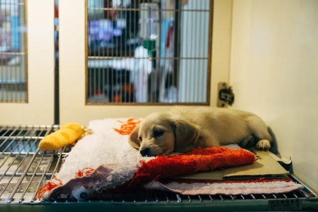 Pet boarding at Madison Ridgeland Animal Hospital