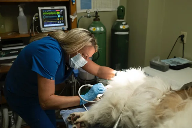 Diagnostic services at Madison Ridgeland Animal Hospital