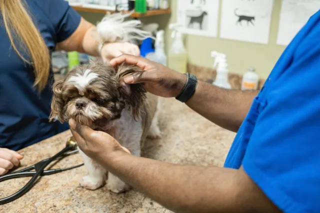 Vet examining a dog at Madison Ridgeland Animal Hospital