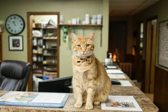 Preventative veterinary care at Madison Ridgeland Animal Hospital
